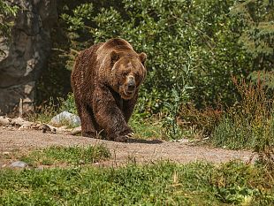 ultime-della-sera-life-ursus