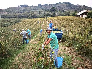 salemi-il-3-settembre-la-vendemmia-della-legalita-sul-vigneto-confiscato-alla-mafia