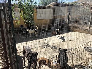 mazara-visita-al-canile-ri-ca-ra-di-rappresentanti-della-iv-commissione-consiliare