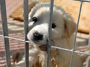 alcamo-aperto-il-rifugio-sanitario-di-contrada-tre-noci