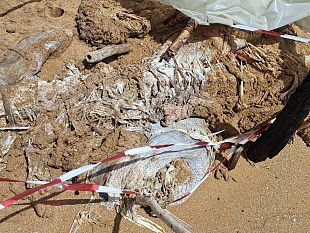 triscina-una-carcassa-di-cernia-spiaggiata-sullarenile