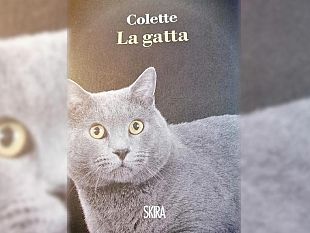 ultime-della-sera-la-gatta-di-colette-uno-strano-triangolo