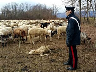 castelvetrano/tentato-omicidio-nelle-campagne-di-castelvetrano