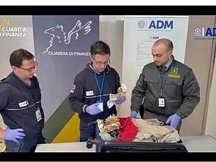 aeroporto-di-palermo-sequestrati-13-esemplari-di-corallo-protetto