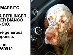 smarrito-setter-bianco-offresi-generosa-ricompensa