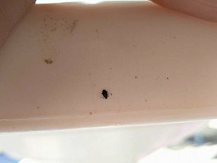 mazara-cittadini-lamentano-eccessiva-presenza-di-insetti-nocivi-scarafaggi-e-topi