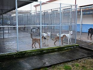 il-rifugio-sanitario-per-cani-di-mazara-del-vallo-sara-intitolato-alla-cosmocagnetta-laika