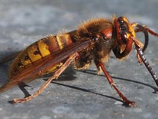 aggredito-da-uno-sciame-di-vespe-muore-un-54enne-campobellese