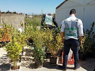alcamo-tre-persone-arrestate-dalla-guardia-di-finanza-per-quattro-coltivazioni-di-canapa-indiana