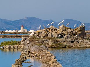 il-wwf-italia-apre-le-celebrazioni-per-i-30-anni-della-riserva-naturale-orientata-delle-saline-di-trapani-e-paceco