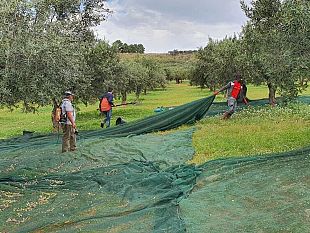 a-castelvetrano-cali-di-produzione-fino-al-30-e-prezzo-dellolio-vicino-ai-10-euro