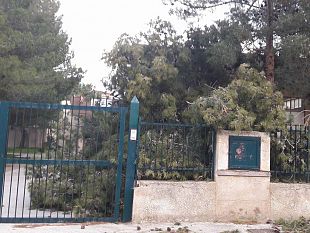 mazara-disagi-per-il-forte-vento-caduto-albero-all-ingresso-scuola-di-via-livorno