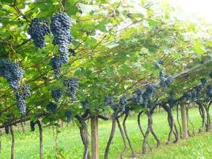 amministrative-2015-un-appello-ai-candidati-sindaco-dal-mondo-del-vino-per-veder-rifiorire-questa-citta-bisogna-puntare-sull-enoturismo