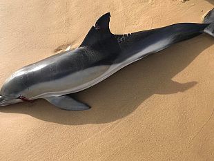 ritrovato-un-delfino-morto-sulla-spiaggia-di-tre-fontane