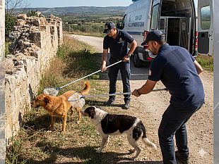 sicurezza-e-territorio-attivato-il-servizio-di-servizio-di-accalappiamento-cani