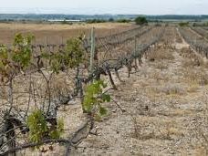 emergenza-alte-temperature-incontro-tra-agricoltori