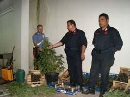 salemi-carabinieri-sequestrano-piantagione-di-marijuana-nel-centro-storico