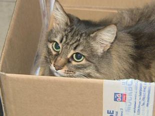 il-comune-di-campobello-ed-il-gatto-randagio-costato-2120-euro