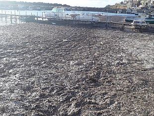 le-alghe-sono-come-gli-orologi-svizzeri-a-marinella-di-selinunte