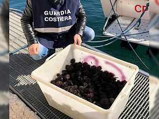 sequestro-ricci-di-mare-allinterno-dellarea-marina-protetta-isole-egadi