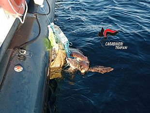 trapani/favignana-salvata-dai-carabinieri-tartaruga-caretta-caretta