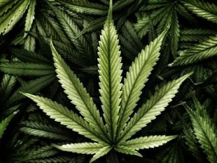 mazara-droghe-leggere-si-surriscalda-lo-scontro-politico-fra-destra-e-sinistra