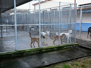 mazara-avviso-di-manifestazione-dinteresse-per-la-gestione-annuale-del-rifugio-sanitario-per-cani