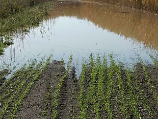 enza-viola-attivazione-procedure-necessarie-per-il-riconoscimento-di-stato-di-calamita-naturale