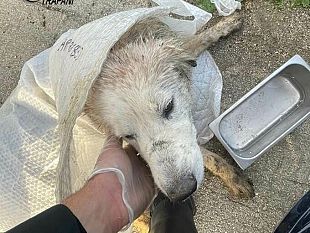 bruca-soccorso-dai-carabinieri-un-cane-gravemente-ferito