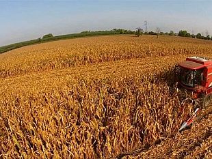 a-selinunte-domani-la-raccolta-del-grano-degli-dei-i-visitatori-potranno-assistere-alla-trebbiatura