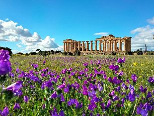 scoperto-un-alveare-di-ape-nera-sicula-alla-base-del-tempio-di-selinunte