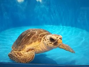 giornata-mondiale-delle-tartarughe-marine-a-favignana-torna-libera-in-mare-demetra