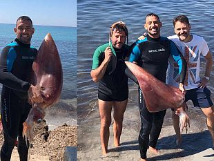 mazara-insolito-incontro-con-un-calamaro-gigante-da-parte-di-appassionato-subacqueo