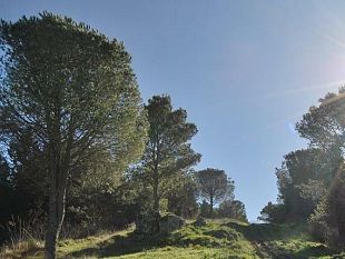 vita-sventato-un-furto-di-legna-allinterno-del-bosco-baronia