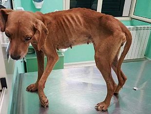 maltrattamento-ad-una-cagnolinacacciatore-castelvetranese-condannato-a-pagare-piu-di-6-mila-euro