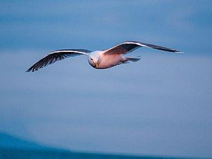 ultime-della-sera-liberta-e-ignoranza