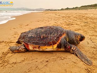 una-tartaruga-caretta-caretta-trovata-morta-sul-litorale-di-san-leone