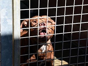 animali-operazione-linferno-dei-pitbull-a-gela-il-plauso-del-wwf-per-magistratura-e-forze-dellordine