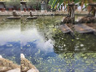 villa-margherita-situazione-proibitiva-ordinato-trasferimento-delle-tartarughe