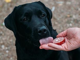 avvelenato-un-cane-tre-fontane-la-dura-condanna-del-sindaco-castiglione