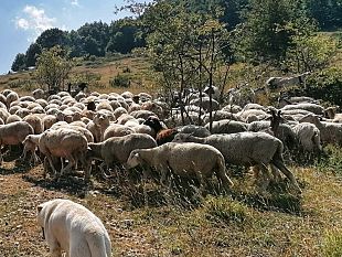 un-cartello-del-latte-fra-i-progetti-del-mandamento-mafioso-di-mazara-del-vallo