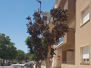 mazara-il-comune-salvi-a-tutti-i-costi-un-ficus-sul-lungomare-hopps-che-rischia-di-morire