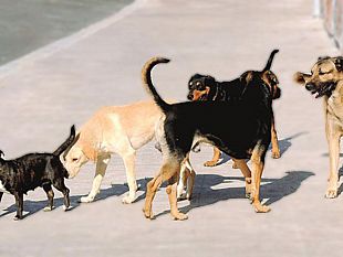 avviso-pubblico-per-il-contrasto-al-fenomeno-del-randagismo