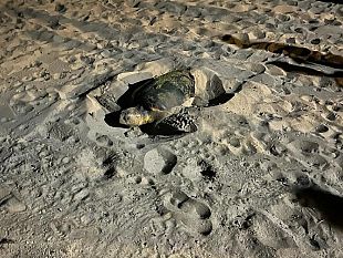 eolie-salvata-odissea-tartaruga-caretta-caretta-che-aveva-ingerito-lenze-da-pesca