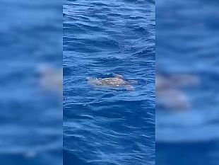 trapani/tartarughe-caretta-caretta-nuotano-nel-nostro-mare