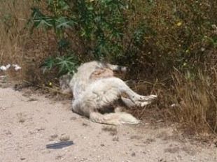 un-cane-morto-da-giorni-sulla-statale-115-e-nessuno-se-ne-accorge-a-chi-spetta-rimuoverlo