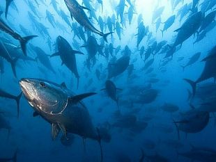 una-petizione-all-ue-a-favore-della-pesca-del-tonno-il-sindaco-adamo-a-difesa-della-marineria-marsalese-e-siciliana