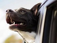 castelvetrano-cane-vola-da-un-camion-e-finisce-su-unauto
