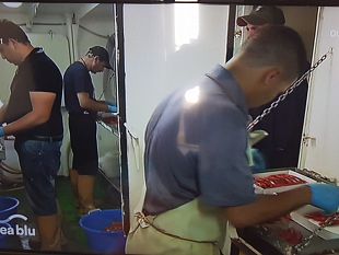 il-gambero-rosso-di-mazara-protagonista-di-linea-blu-su-rai1