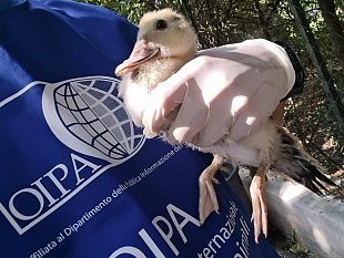 mistero-sulla-morte-di-tre-anatre-alla-villa-margherita